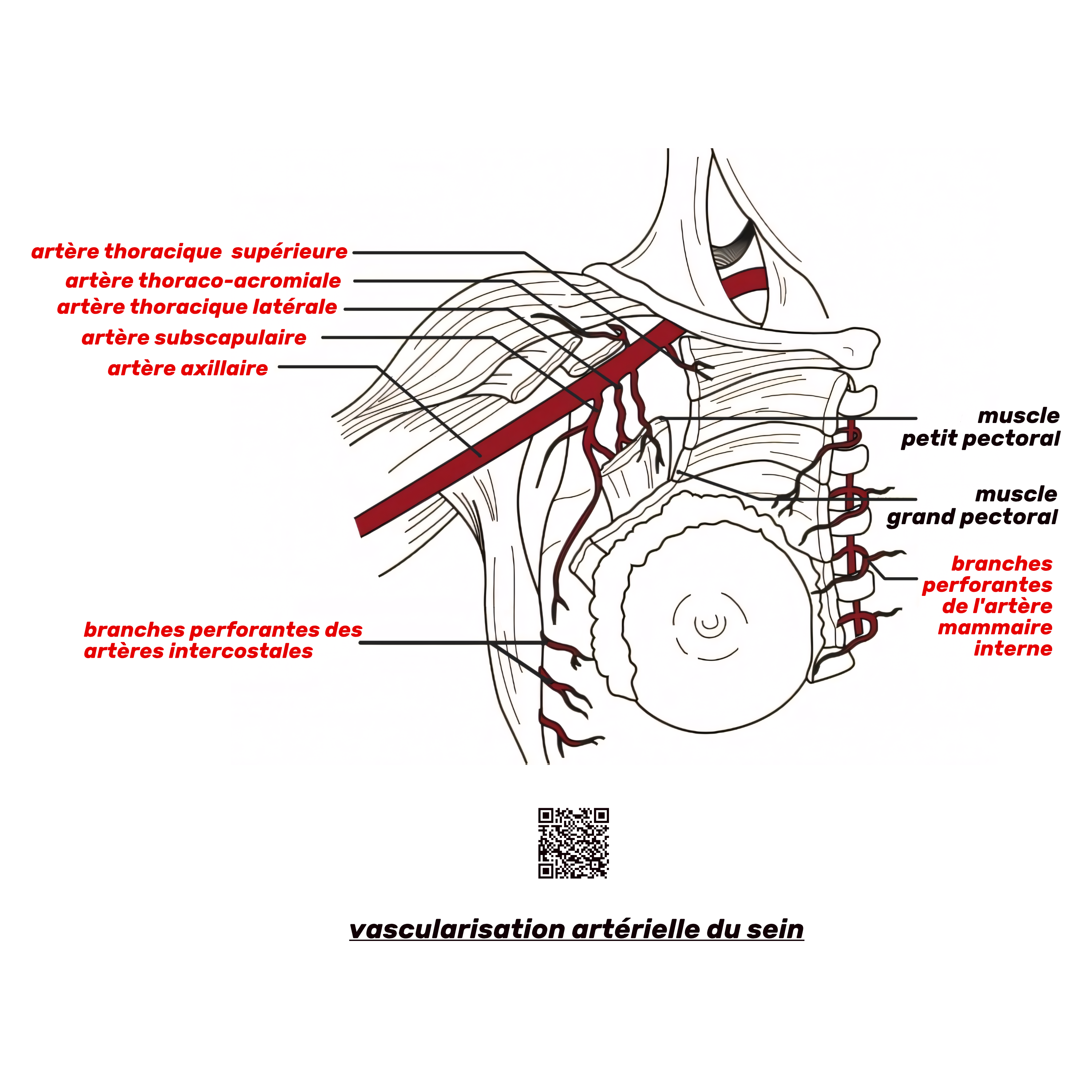 vascularisation artérielle du sein