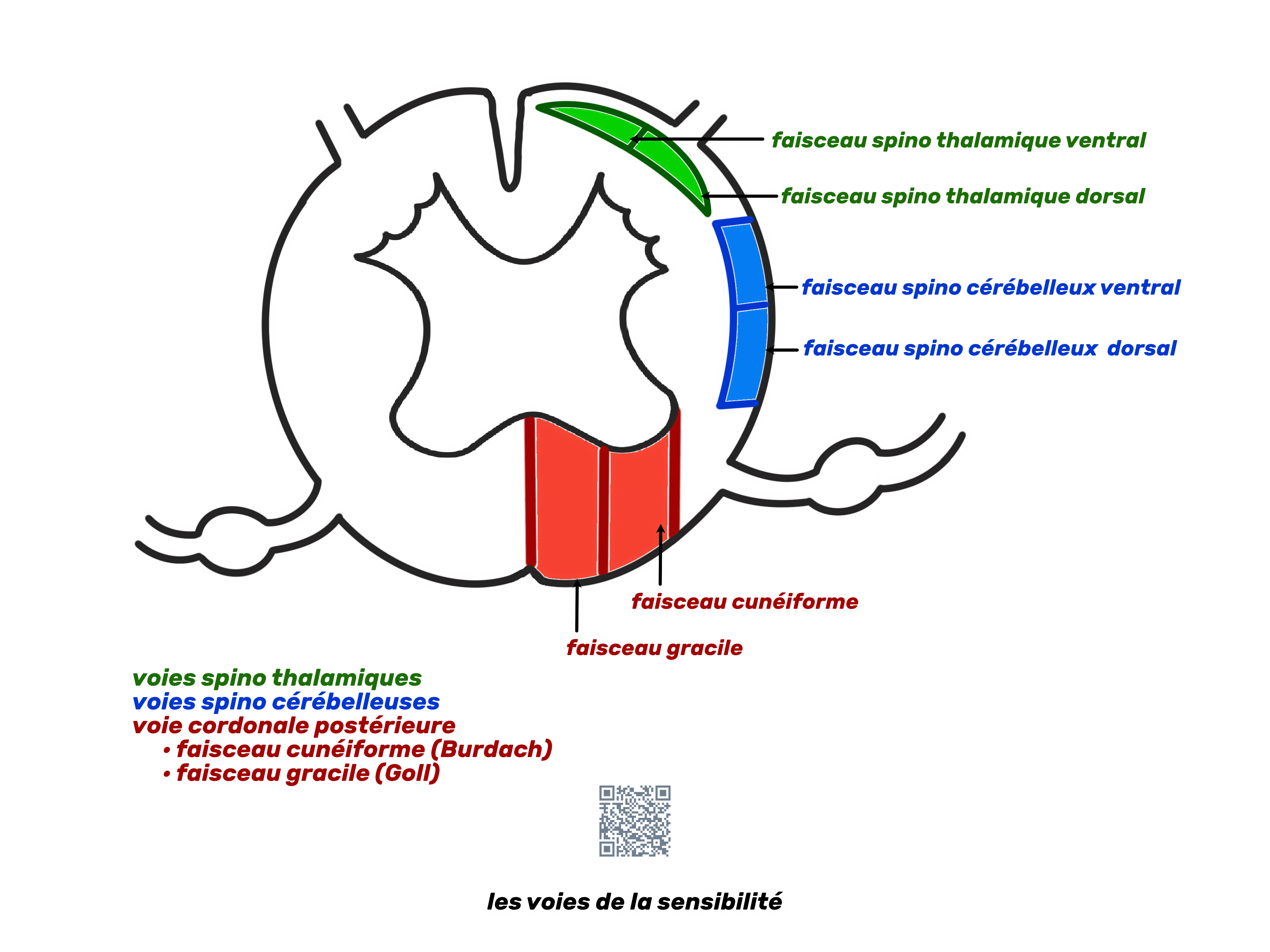 voies sensitives au niveau de la moelle épinière