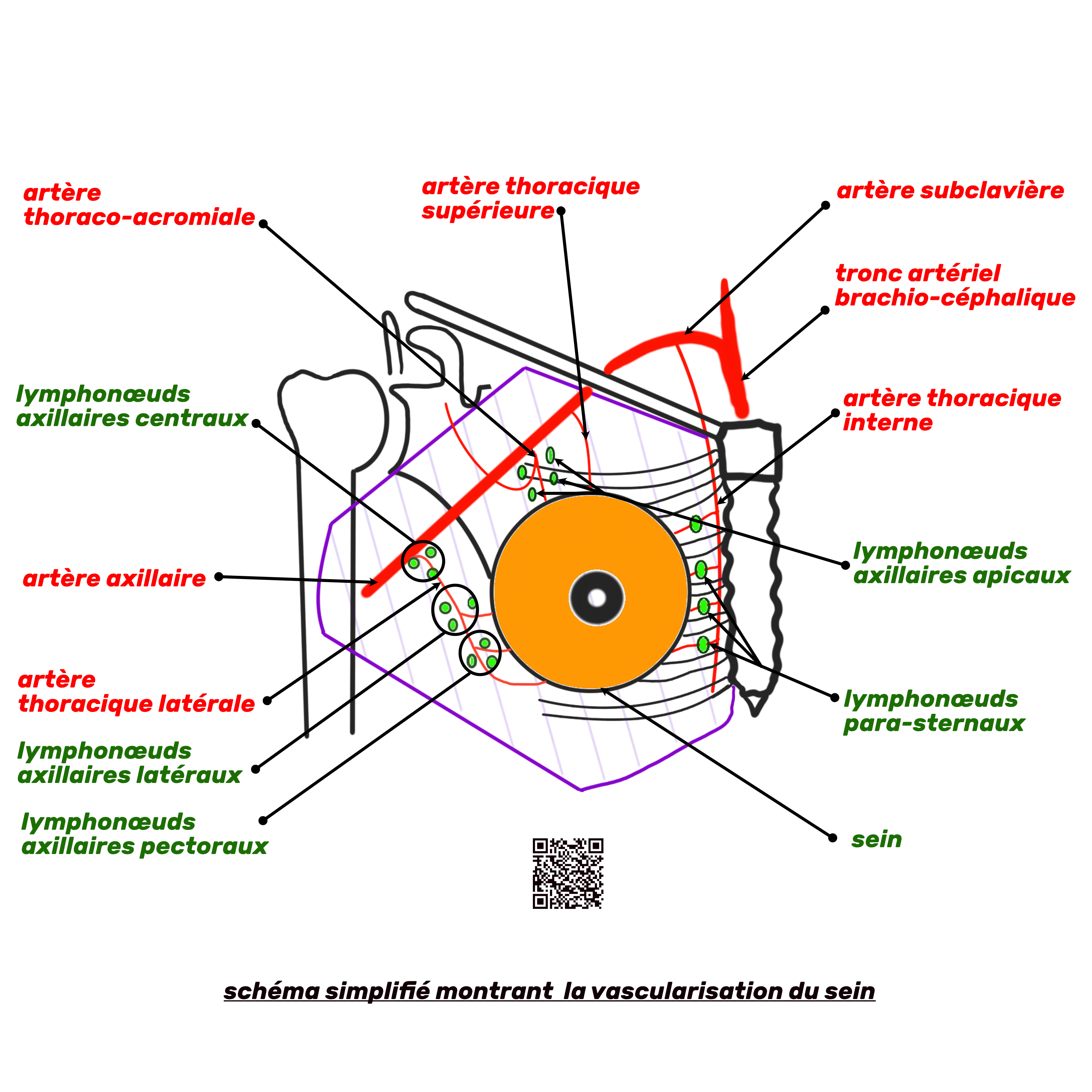 schéma simplifié de la vascularisation (artères et lymphonœuds) du sein