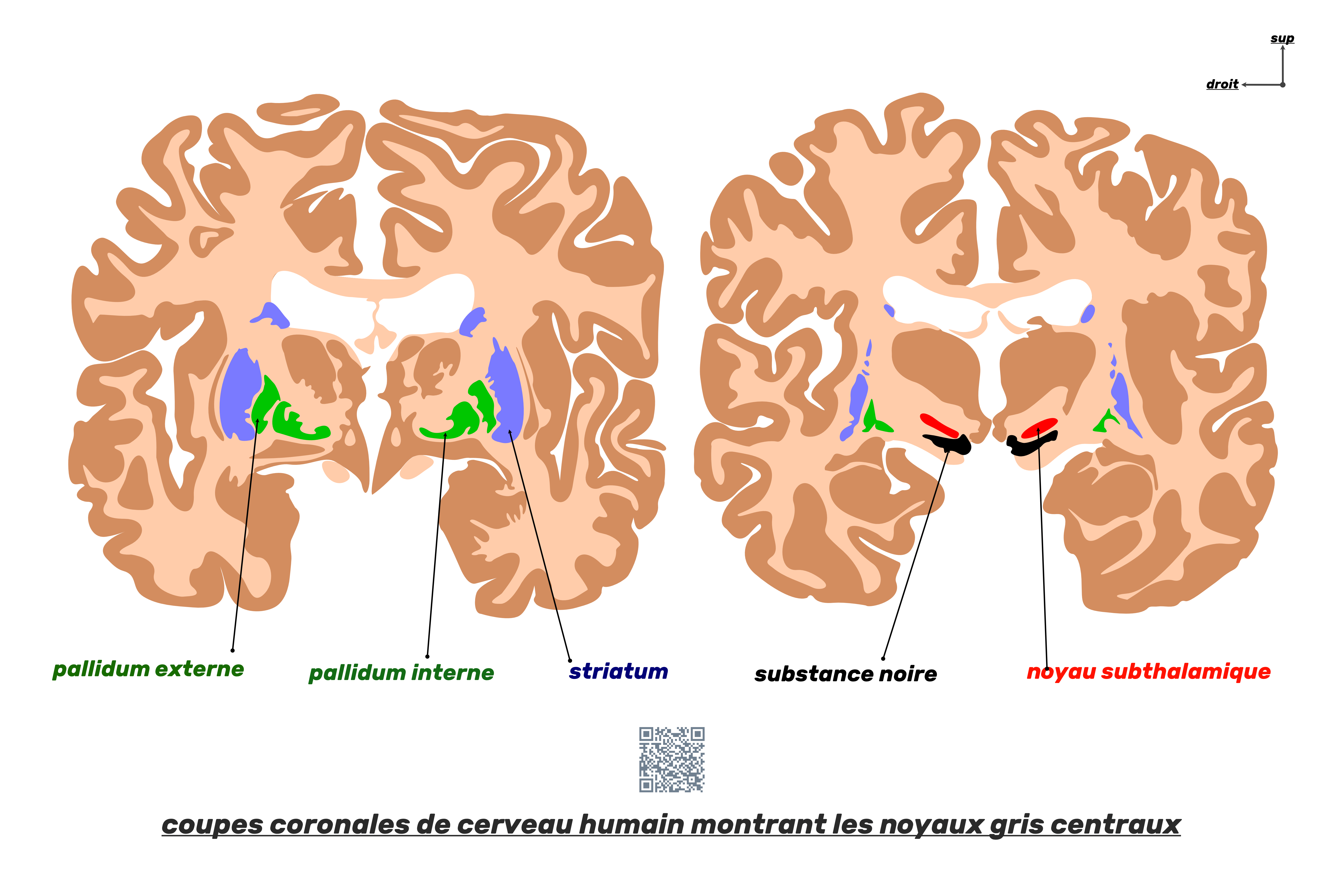 noyaux gris centraux