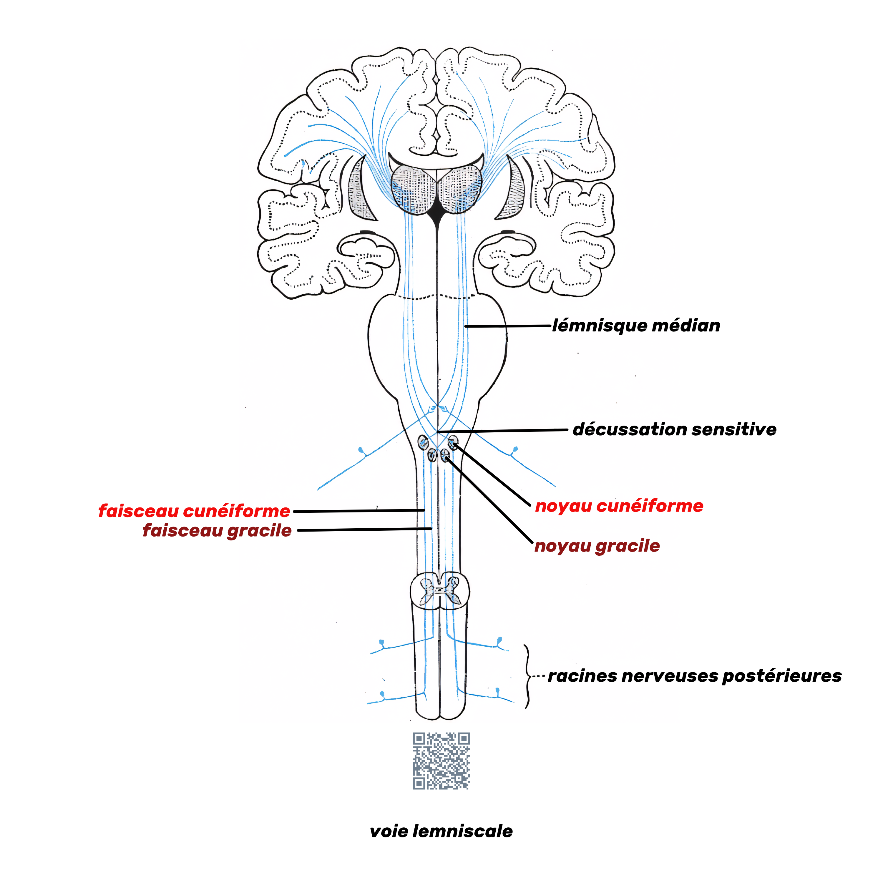 voie cordonale postérieure