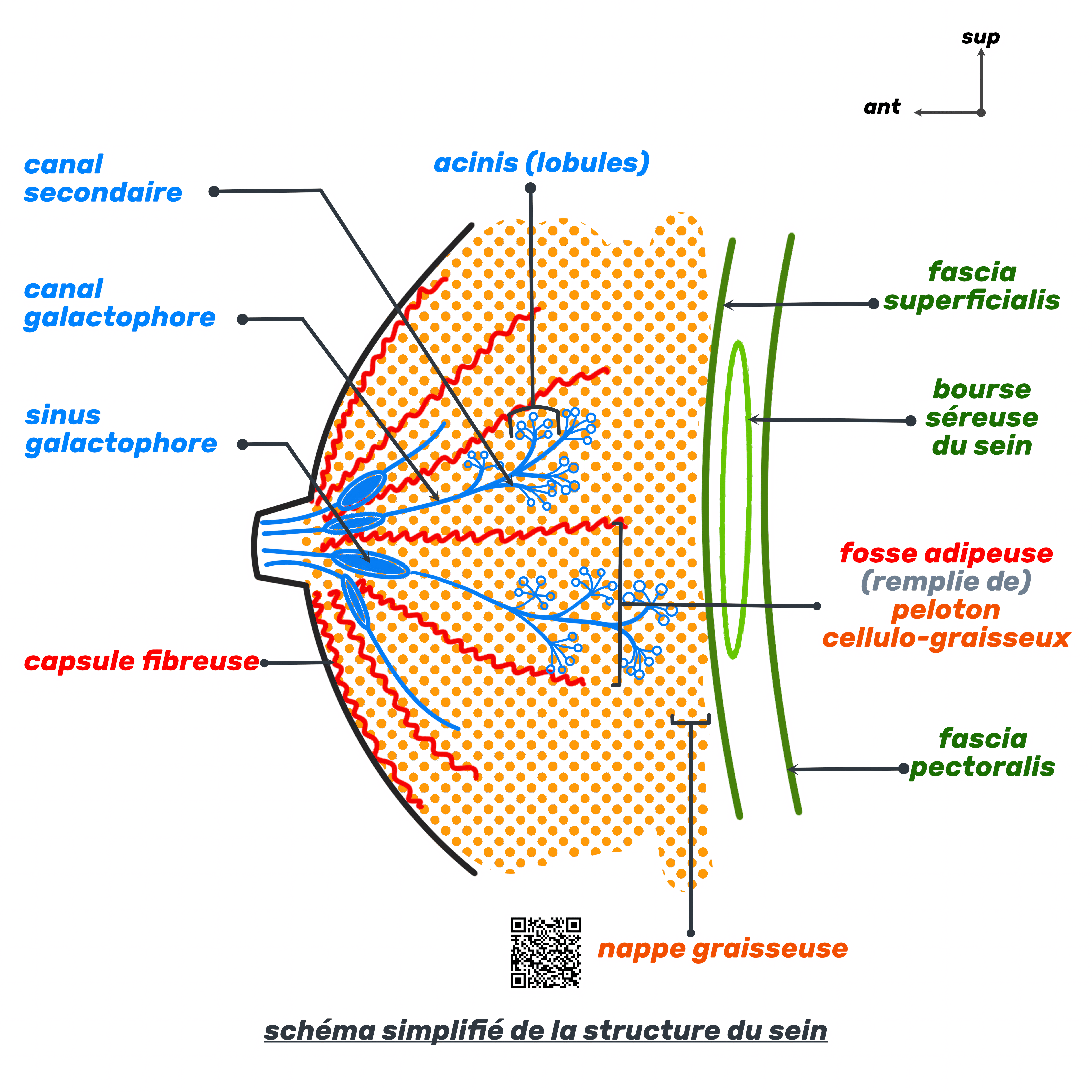 schéma simplifié montrant la structure du sein