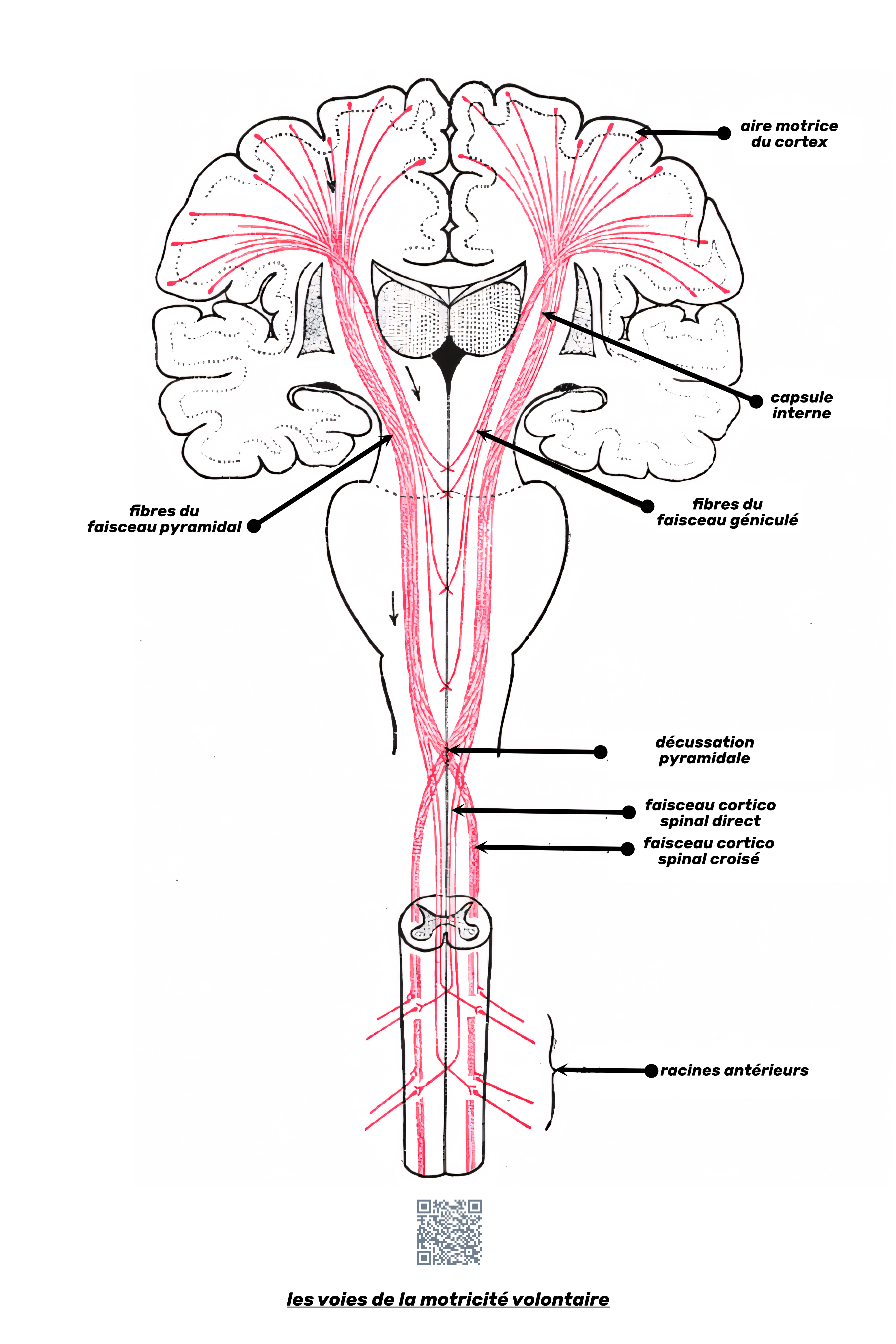 voies de la motricité volontaire (simplifé))