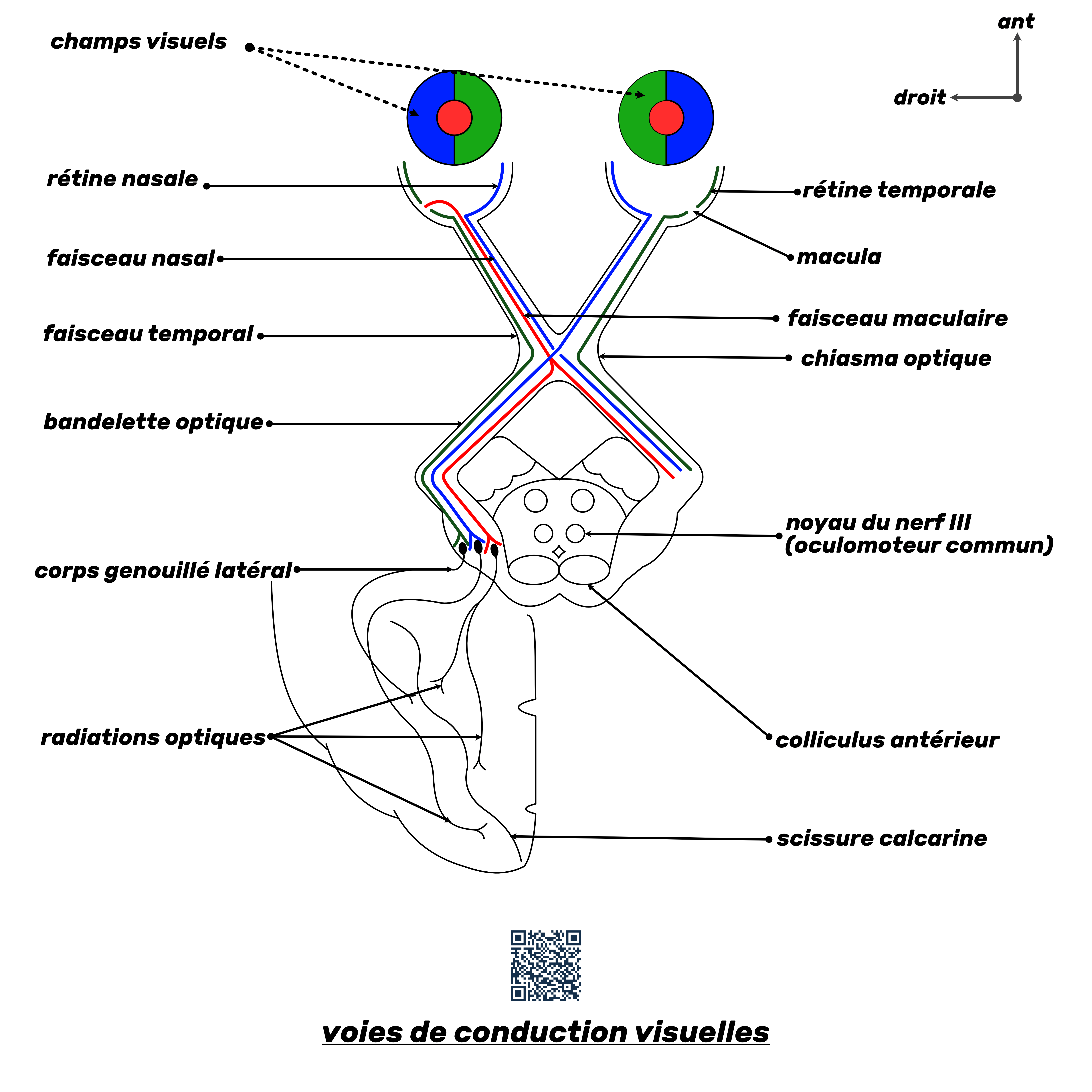 les voies de conduction visuelles origine, trajet, terminaisons