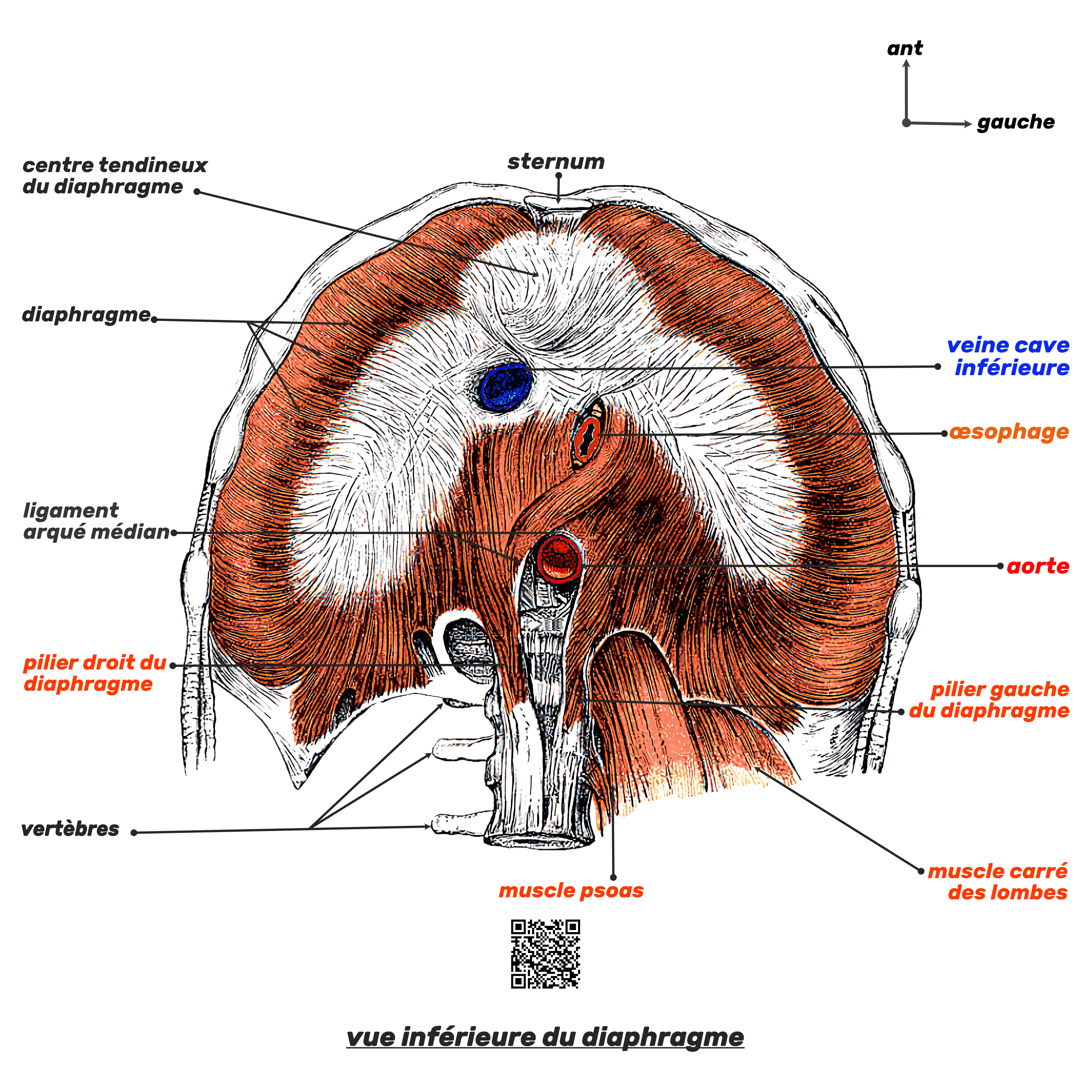 vue inférieure du diaphragme