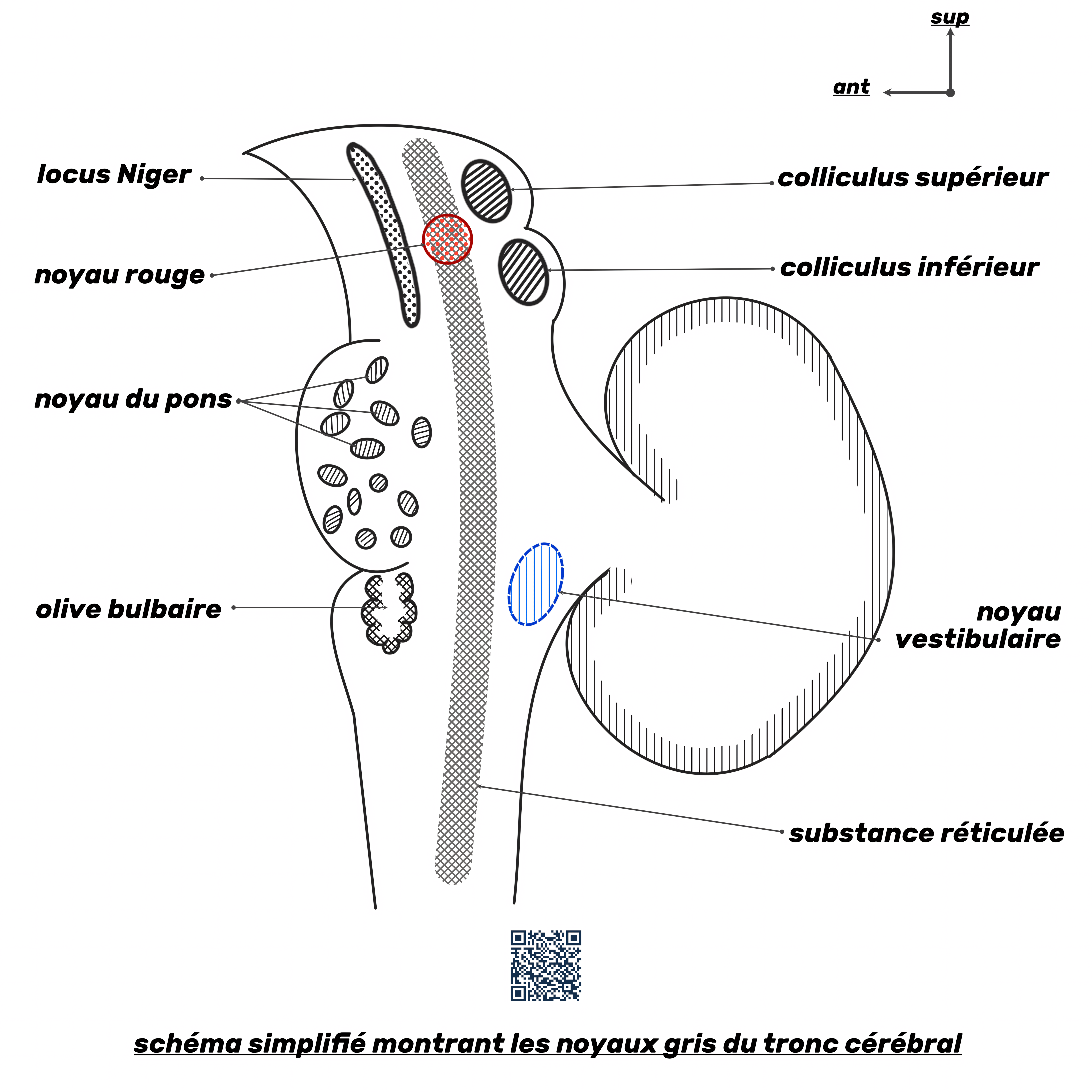 noyaux gris du tronc cérébral