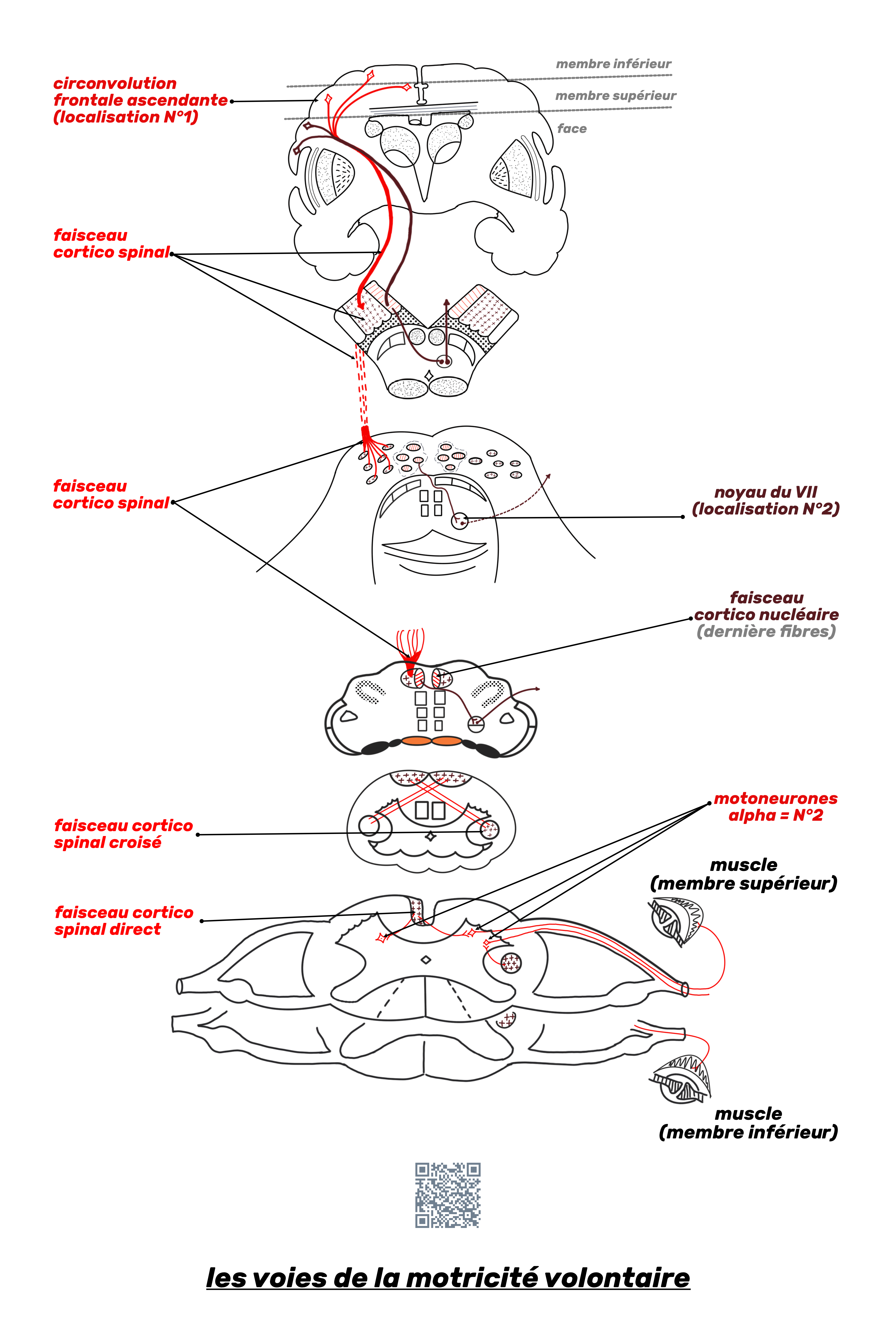 voies de la motricité volontaire (copyright @medicineonweb))