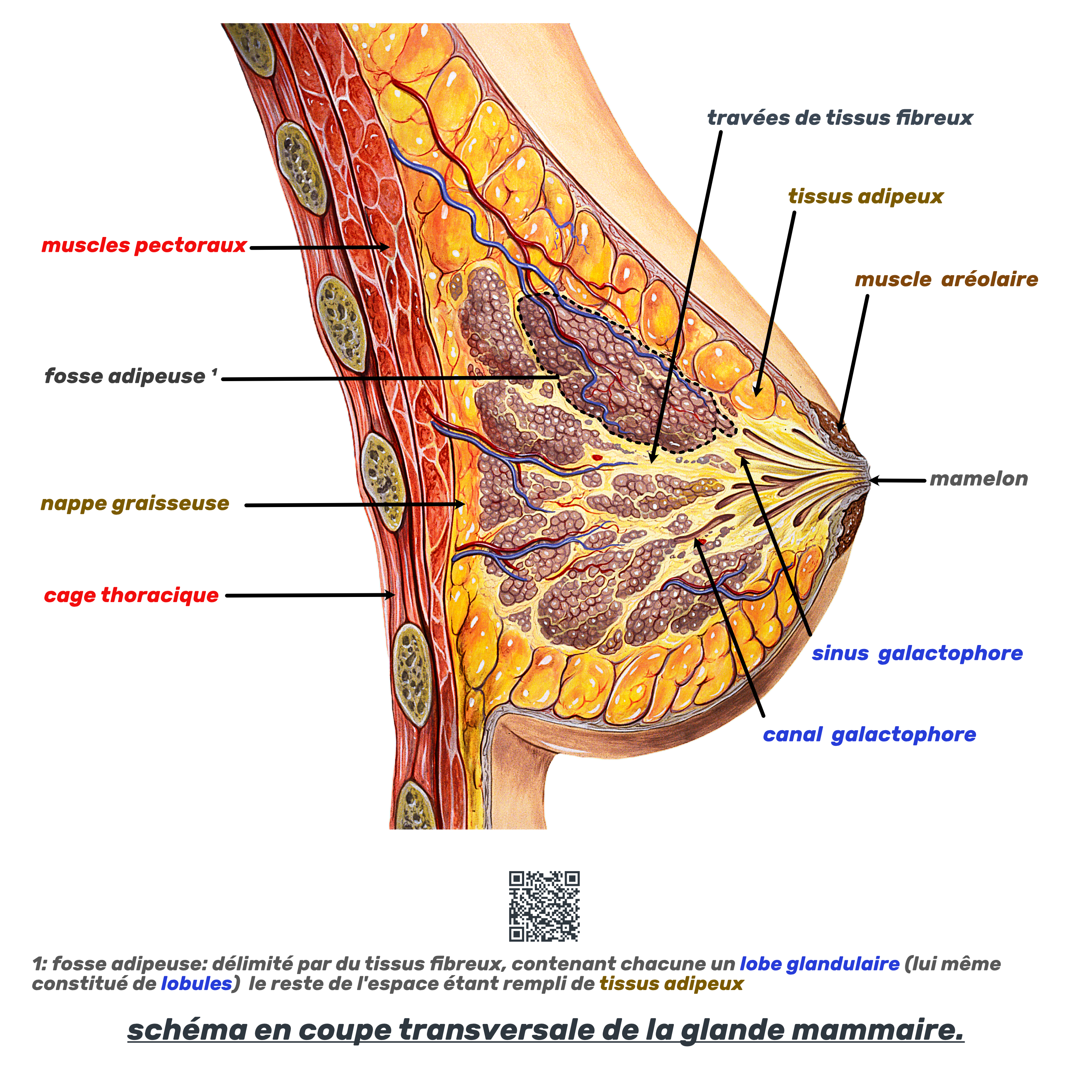 article · le sein: structure et vascularisation