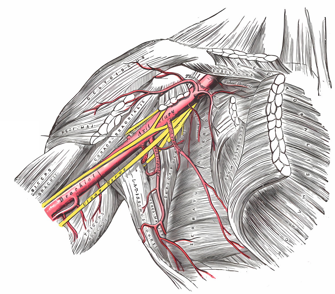 article · le creux axillaire: parois et contenu