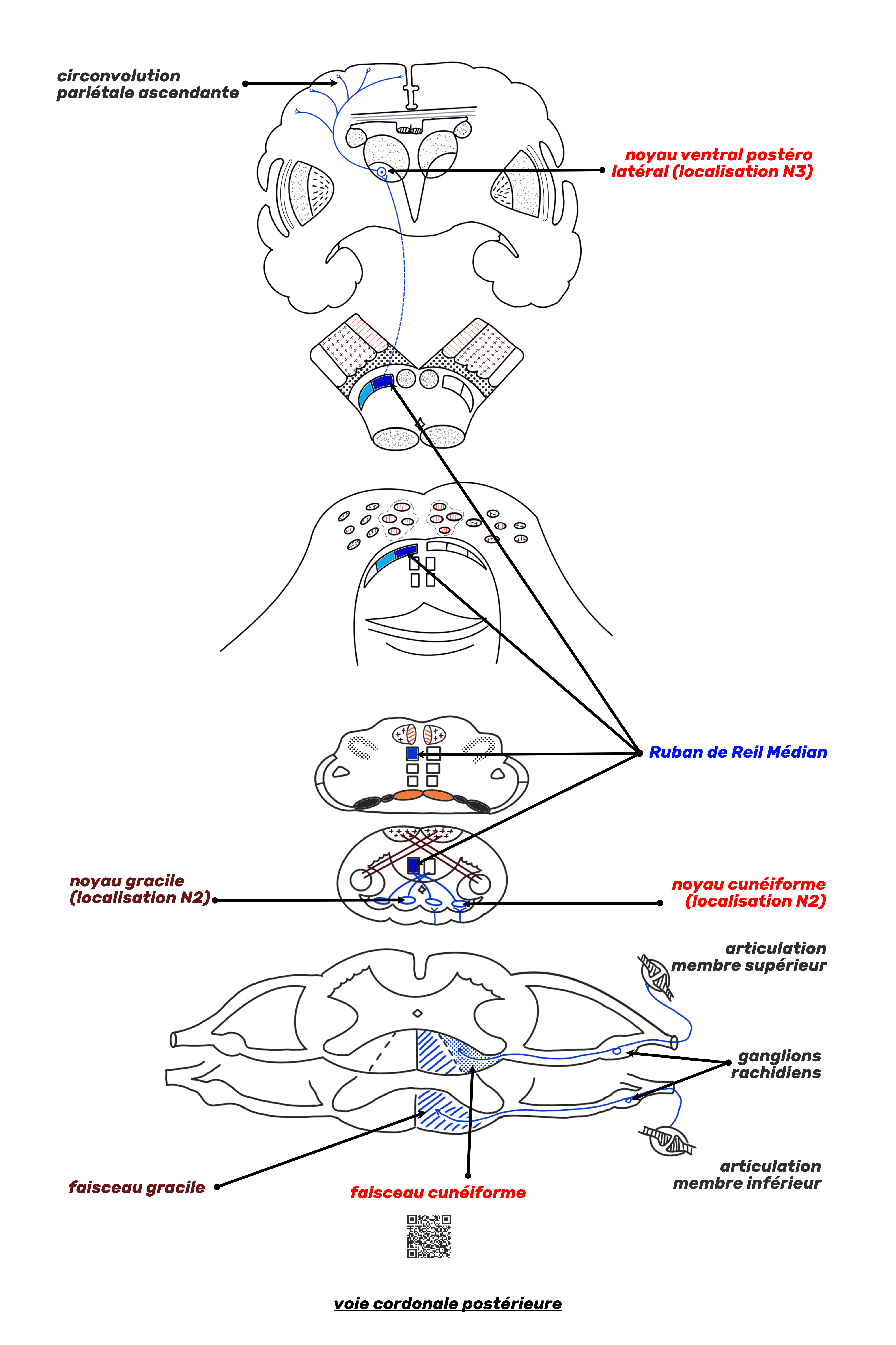 voie cordonale postérieure
