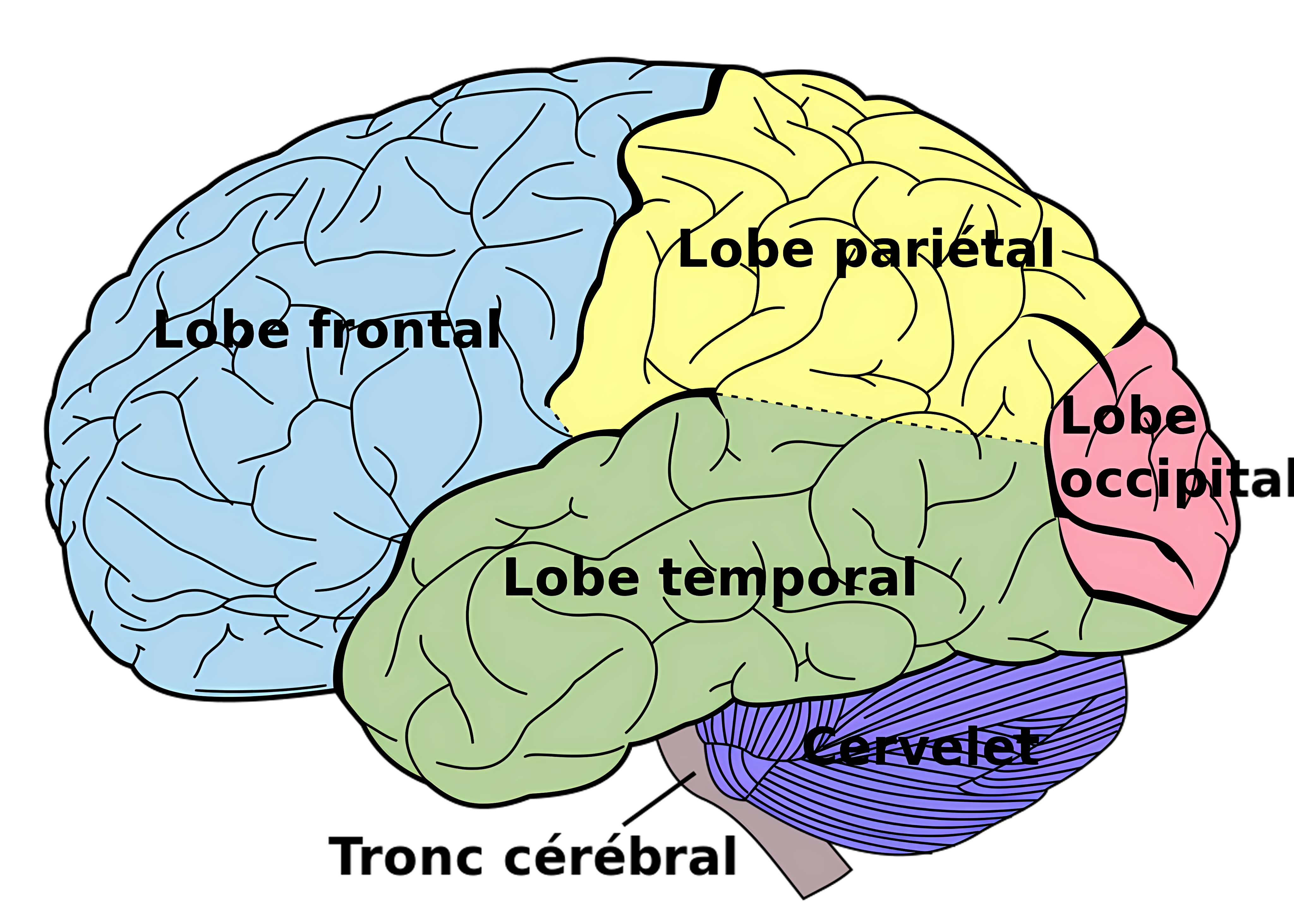 article · les hémisphères cérébraux: configuration extérieure et les aires fonctionnelles corticales