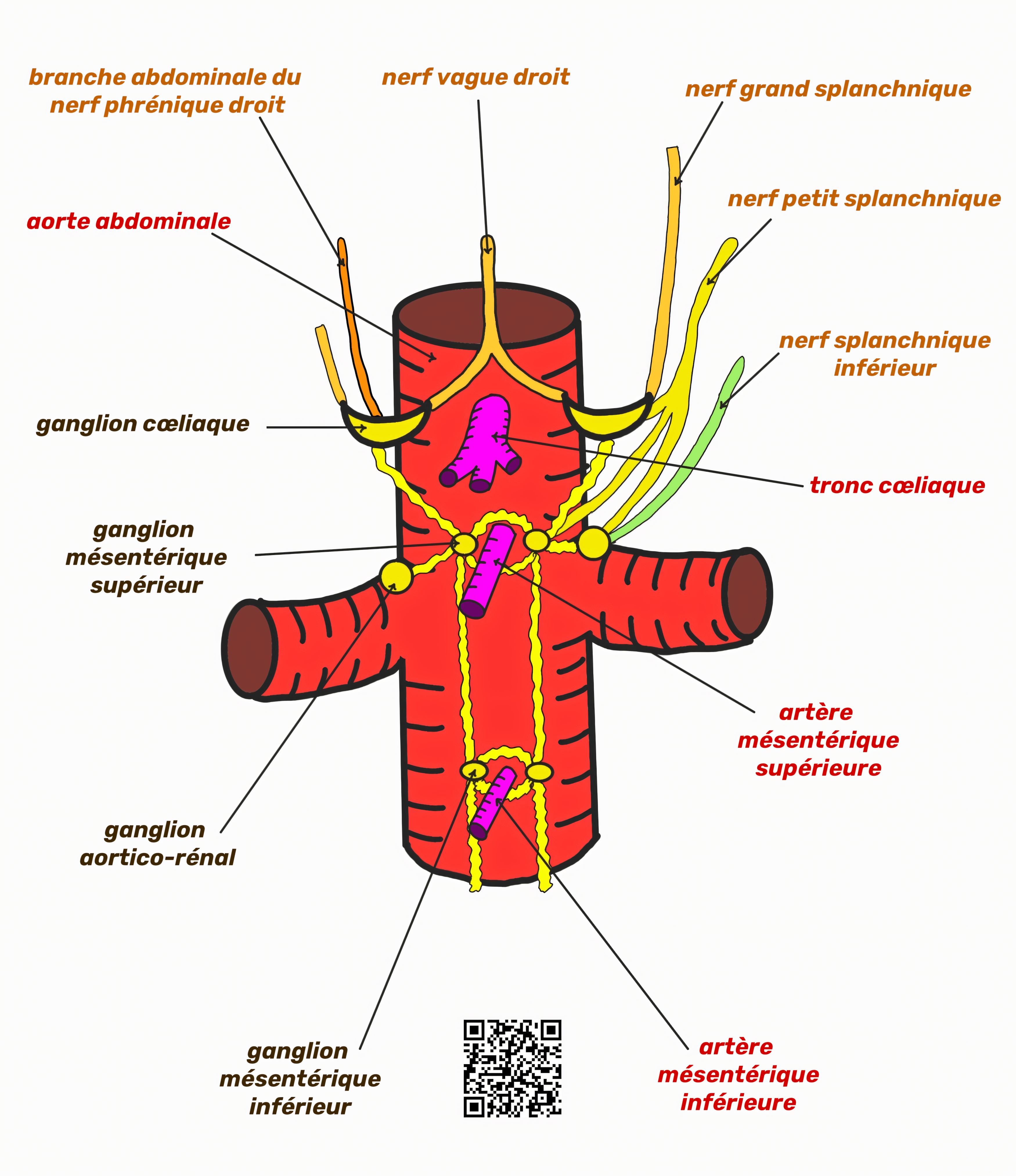 plexus splanchnique cœliaque